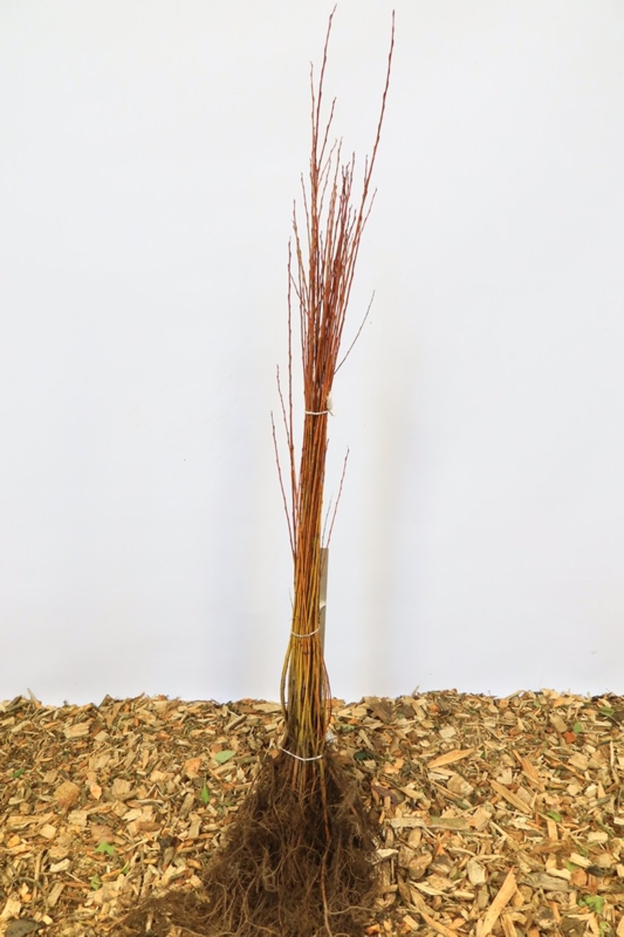 Salix alba vitellina - 60-100 CM bare root 0/1 1-2 branche